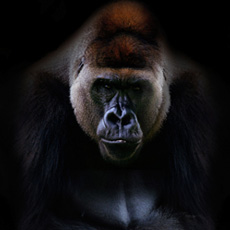 ゴリラケーブル